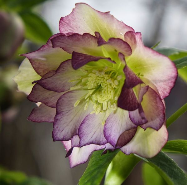 Idänjouluruusu, ruukkutaimi